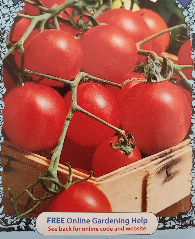 cherry tomato seedlings massachusetts